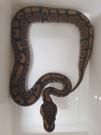 Baby classic royal pythons
