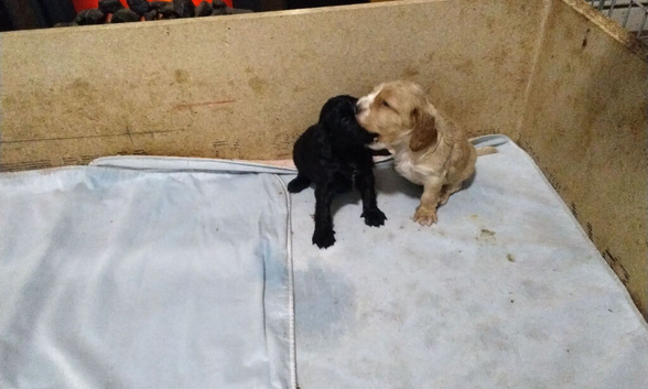 Cockapoo Puppies For Sale!!