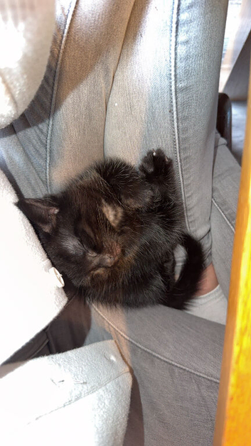 Koazy, black haired kitten. Ready to go.