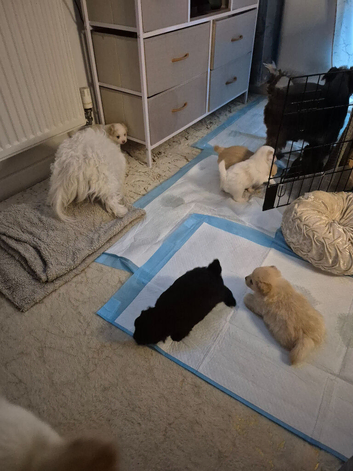 MALTAPOO