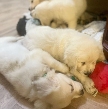 Fully health tested golden retriever puppies