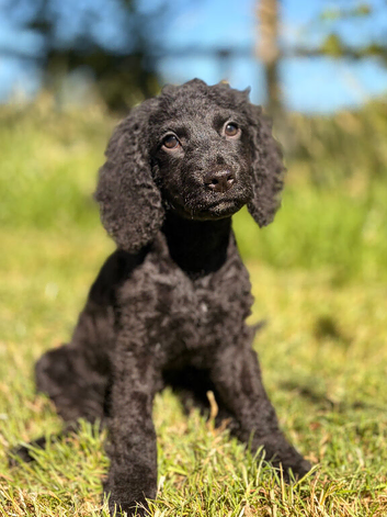 Black cockapoo puppy