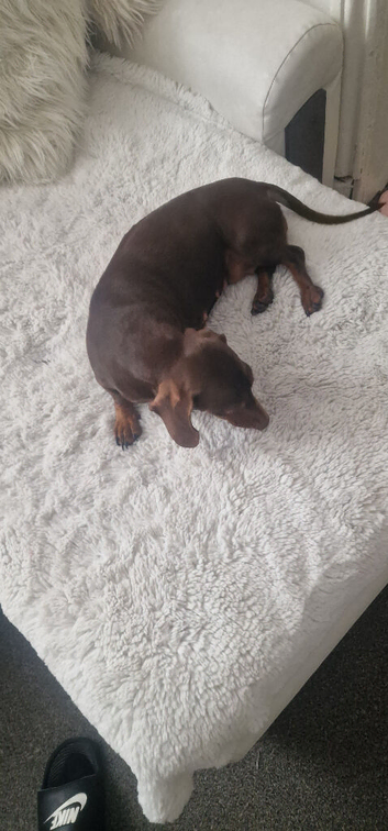 Miniature dachshund