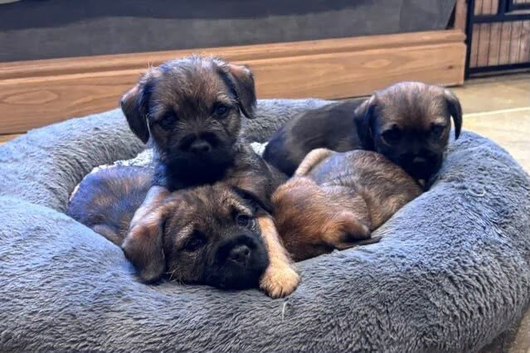 Healthy KC Registered Border Terrier Puppies