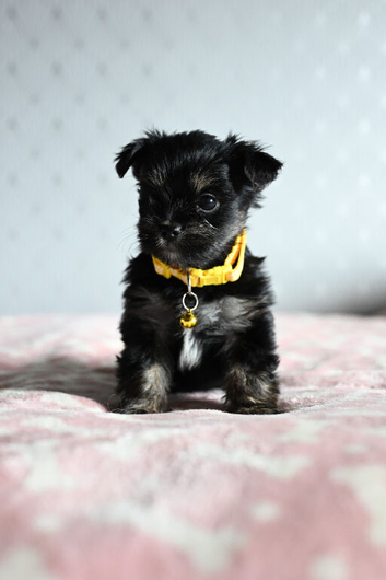 Colorful Yorkshire terrier