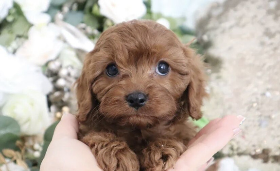 Amazing Cavapoos