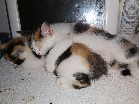 2 calico for sale