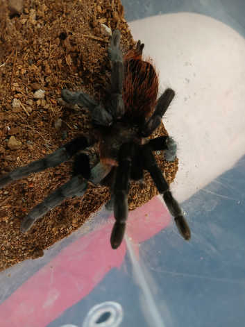 Male Tliltocatl vagans (Campeche), Mexican redrump. 4 1/2" inches #01