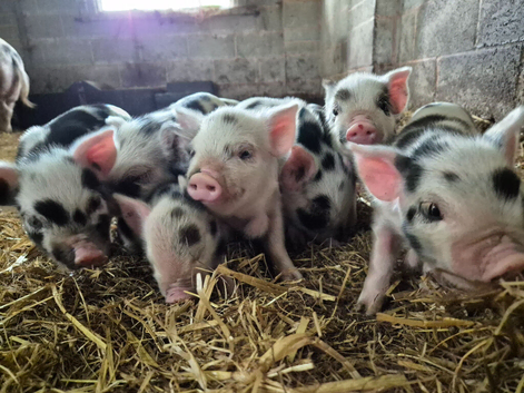 Kune kune piglets