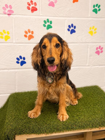 KC REGISTER ENGLISH COCKER SPANIEL