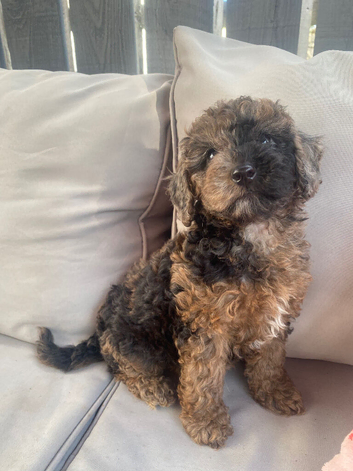 Cockapoo girl puppies ready now