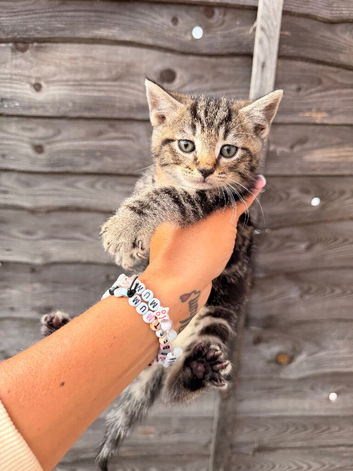 GORGEOUS KITTENS LOOKING FOR THEIR 4EVER HOMES