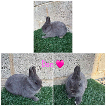 Pure breed Netherlands dwarf female last one