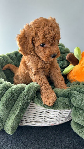 6 Cavapoo Puppies Forever Home Ready November