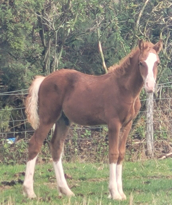 WELSH SECTION D CHESTNUT COLT FOAL