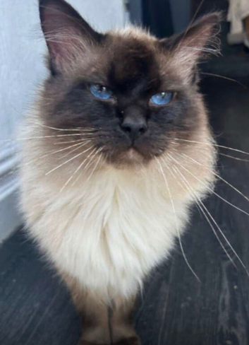 Male ragdoll