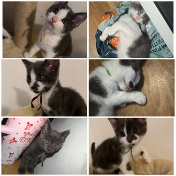 6 beautiful kittens