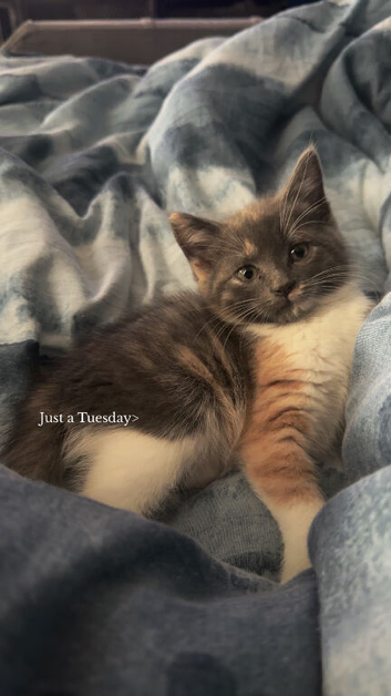 Beautiful little girl