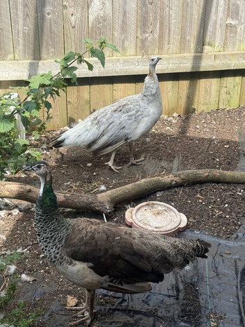 Pair of peafowl