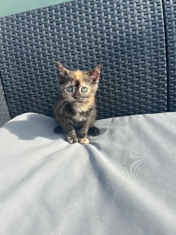 Torbie kitten for sale