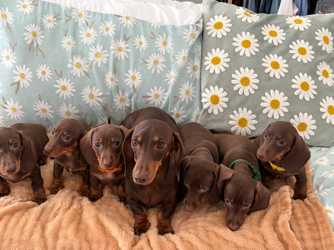 Miniature Dachshund puppies