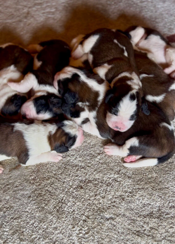 Beautiful KC registered show quality Puppies