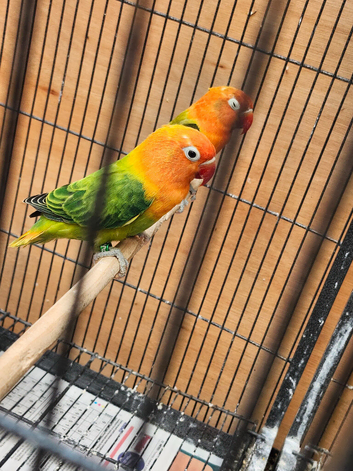Green opaline lovebirds for sale