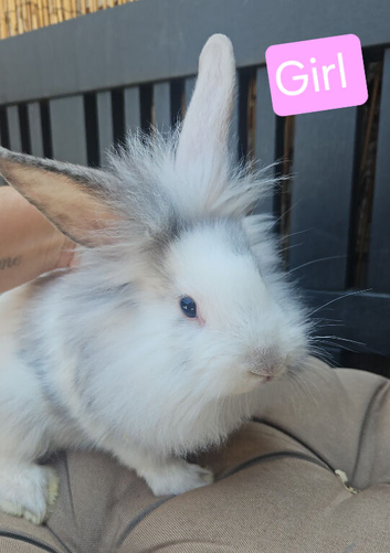 Baby lionheads