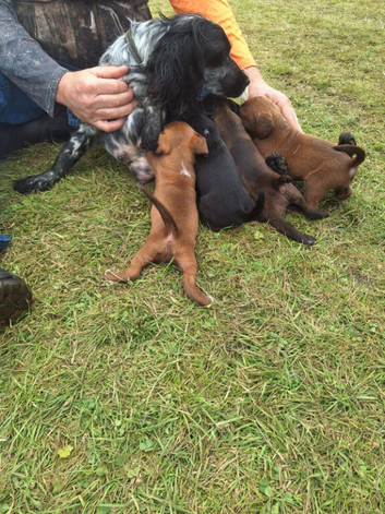 Spaniel puppies