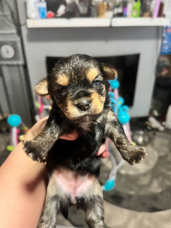 6 Pure breed pedigree puppies