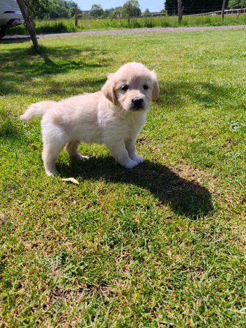 KC Registered Golden Retrievers- DNA Health Tested