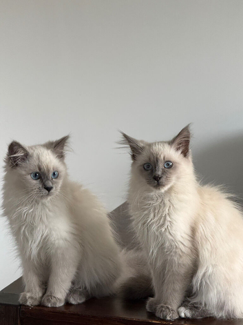 Birman cats / kittens