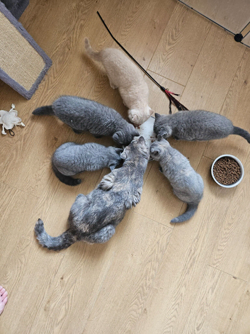 Available now. Champion lines British Shorthair kittens