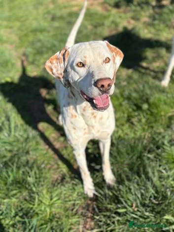 Lemon Spot Male Dalmatian