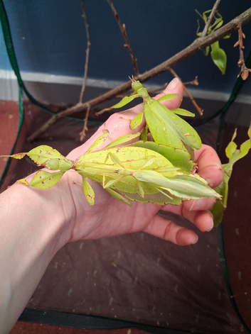 Leaf Insect (Phylluim Philippinicum) PSG 278