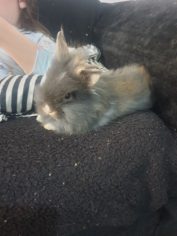 2 female lionhead rabbits