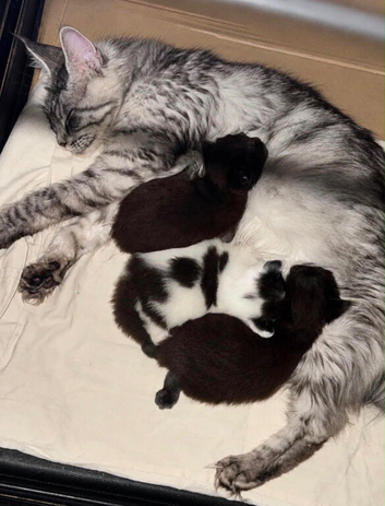 BEAUTIFUL KITTENS
