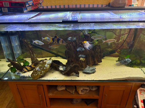 300l fish tank & fish