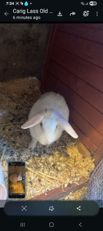 Rabbit for sale