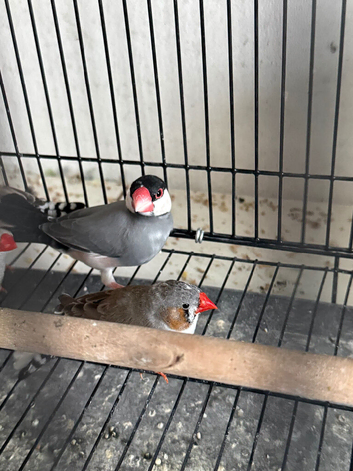 Java finch for sale!