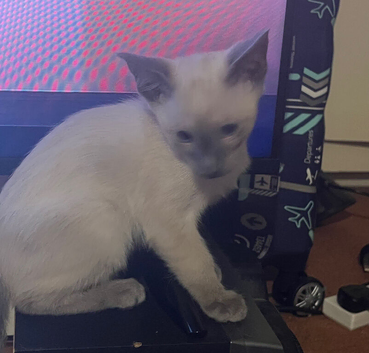 2 gorgeous Siamese kittens available