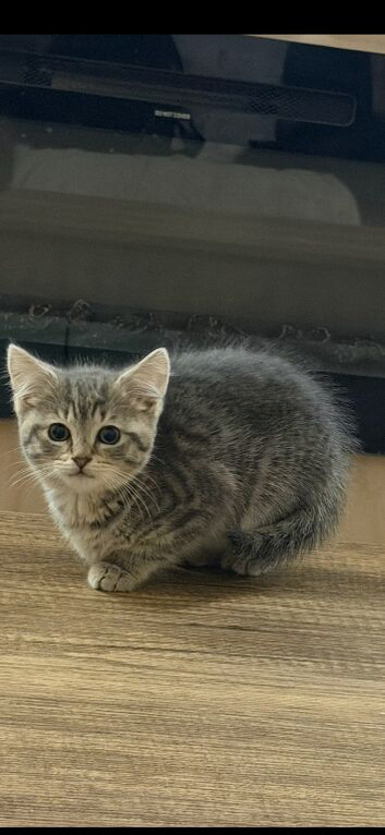 Kitten looking for his forever home
