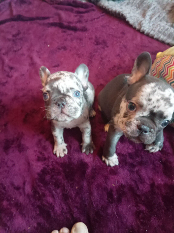French Bulldog puppies