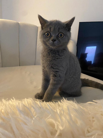 14 week old female BRITISH SHORT HAIR