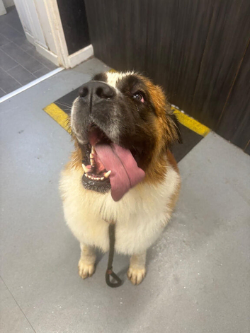 KC REG SAINT BERNARD