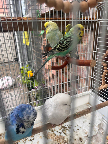 Budgeese for sale