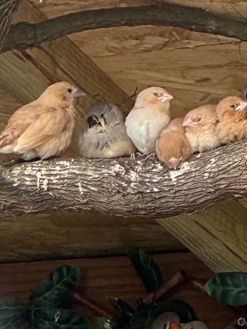 Various baby finches for sale