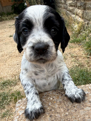 KC Health tested working Cocker Spaniels