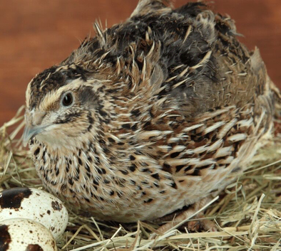 X4 Quail