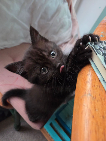 2 beautiful sister Maine coon x British shorthair